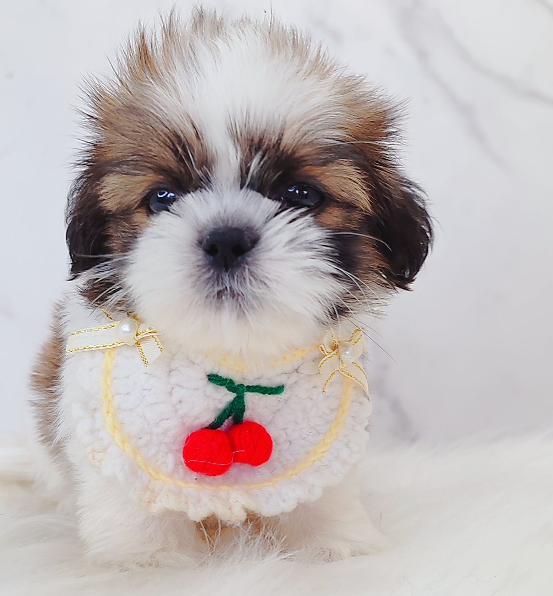 Shih Tzu 西施