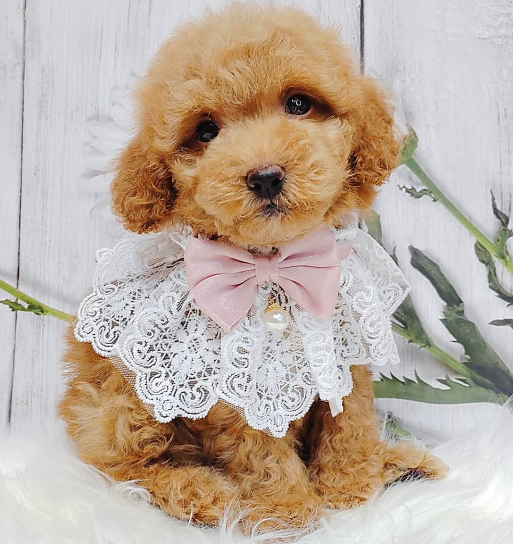 Poodle 娉拌开璐靛