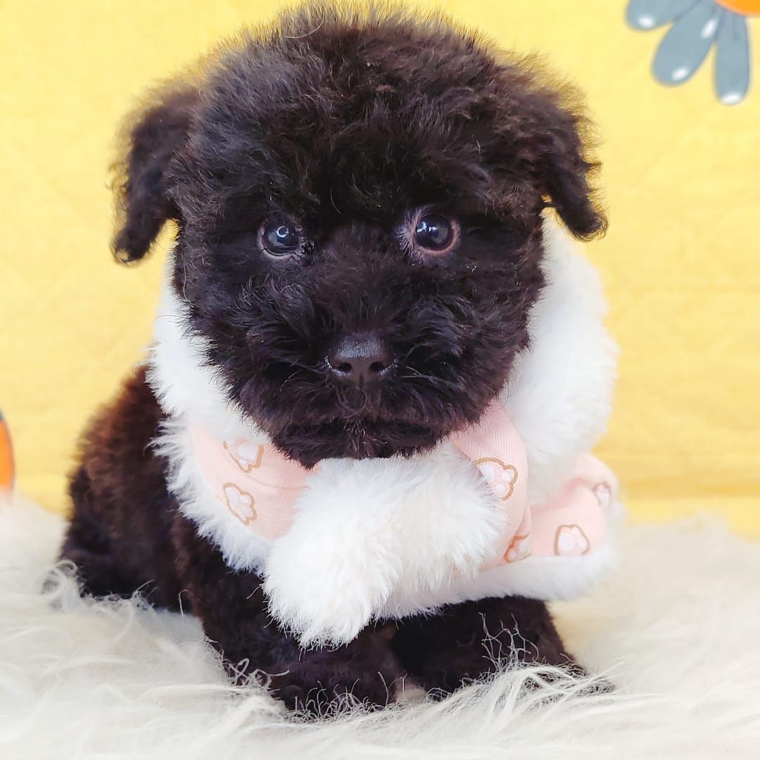 Poodle 娉拌开璐靛