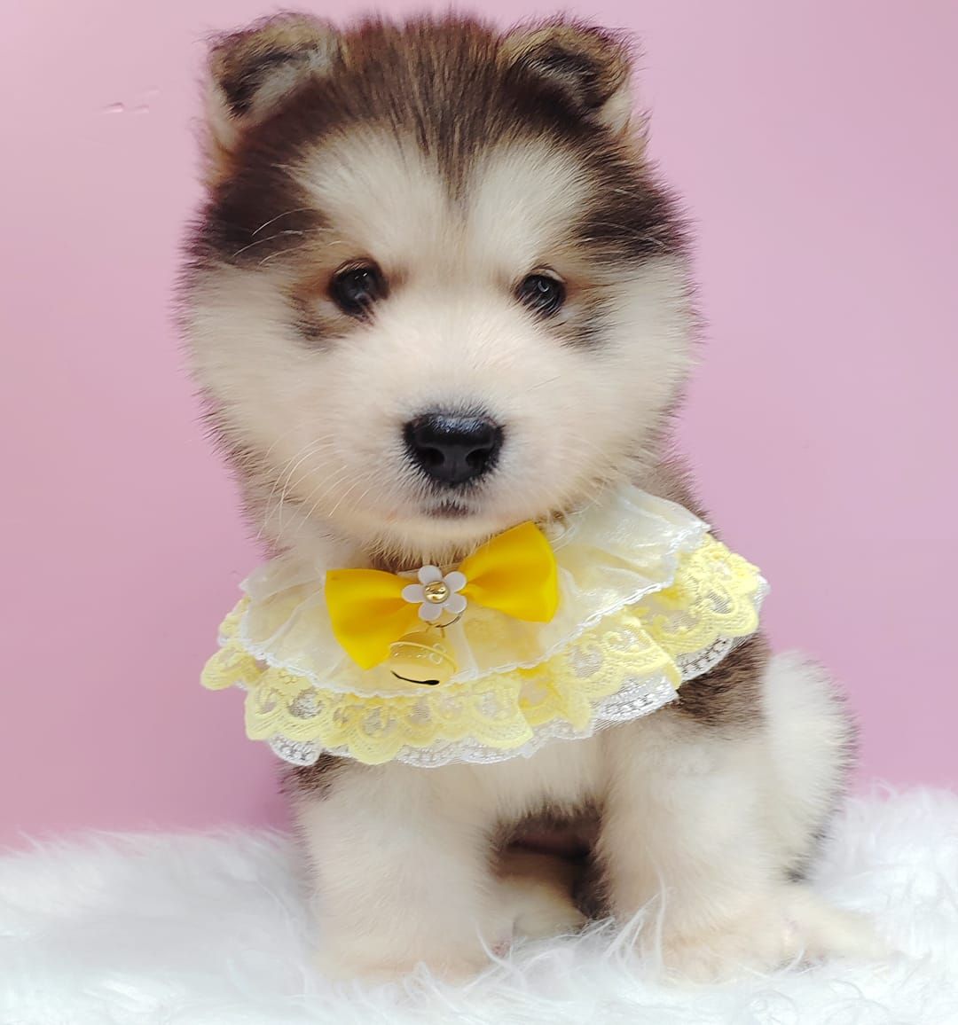 Alaskan Malamute 长毛哈士奇加阿拉斯加