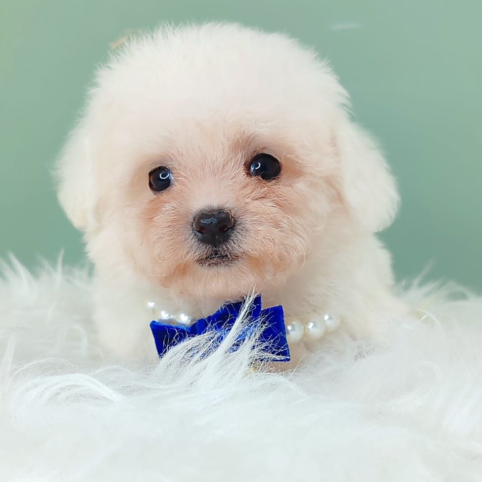 Bichon 比熊