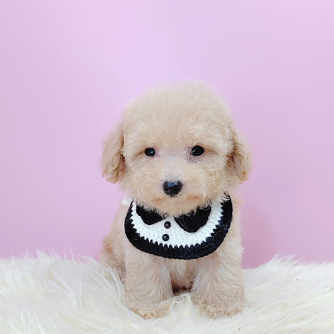 Poodle 娉拌开璐靛