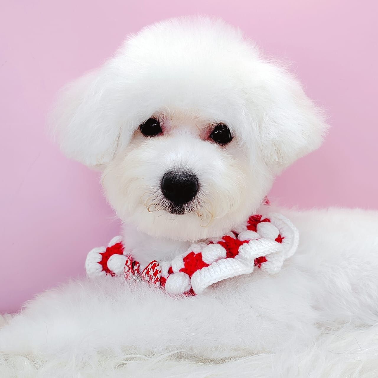 Bichon 比熊