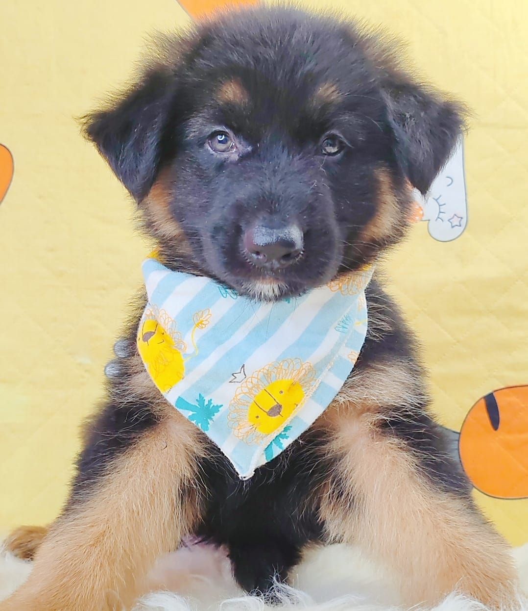 German Shepherd 德国牧羊犬