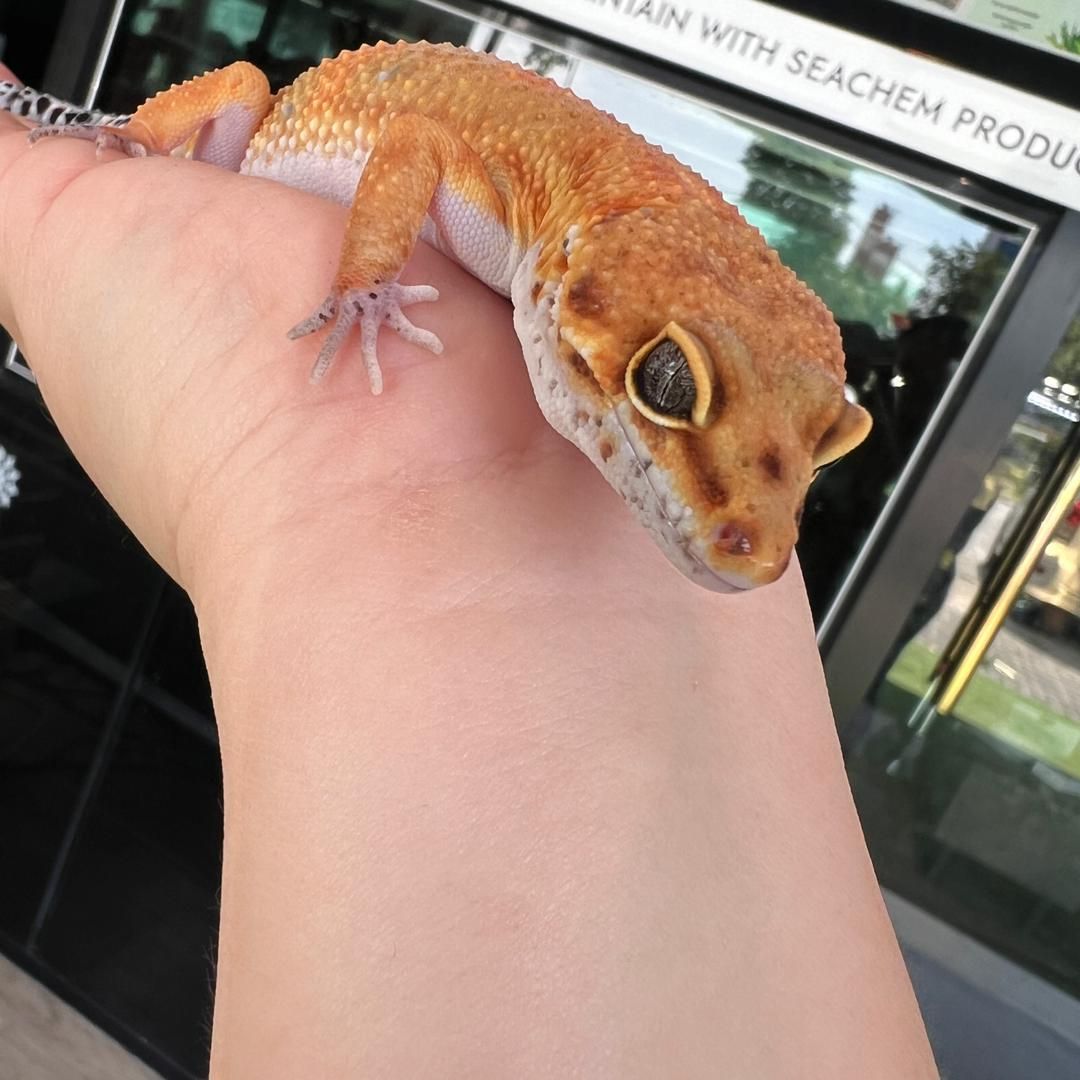 Mandarin Tangerine (Male)
