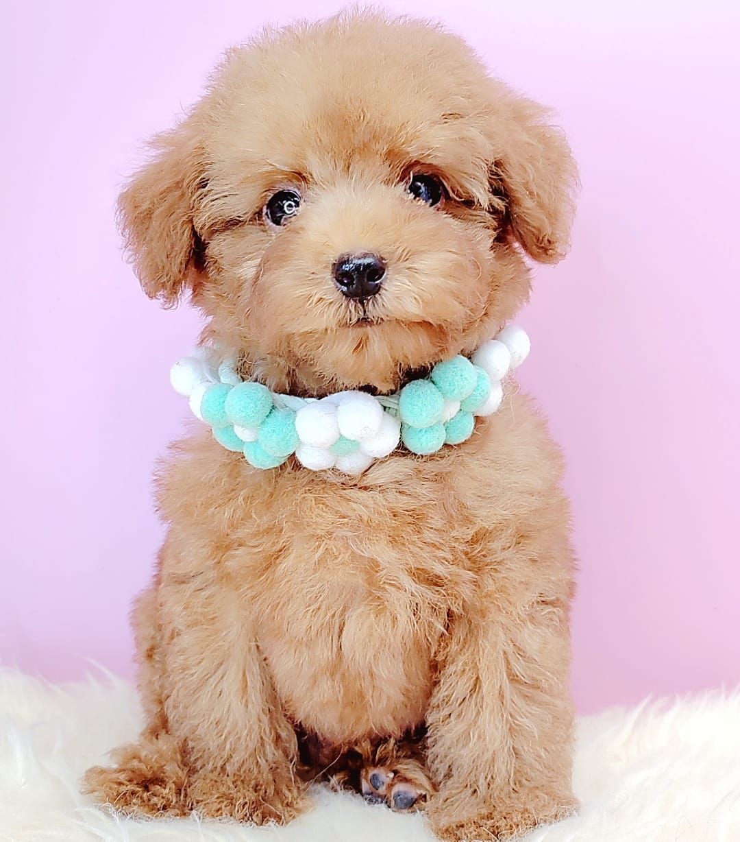Poodle 娉拌开璐靛