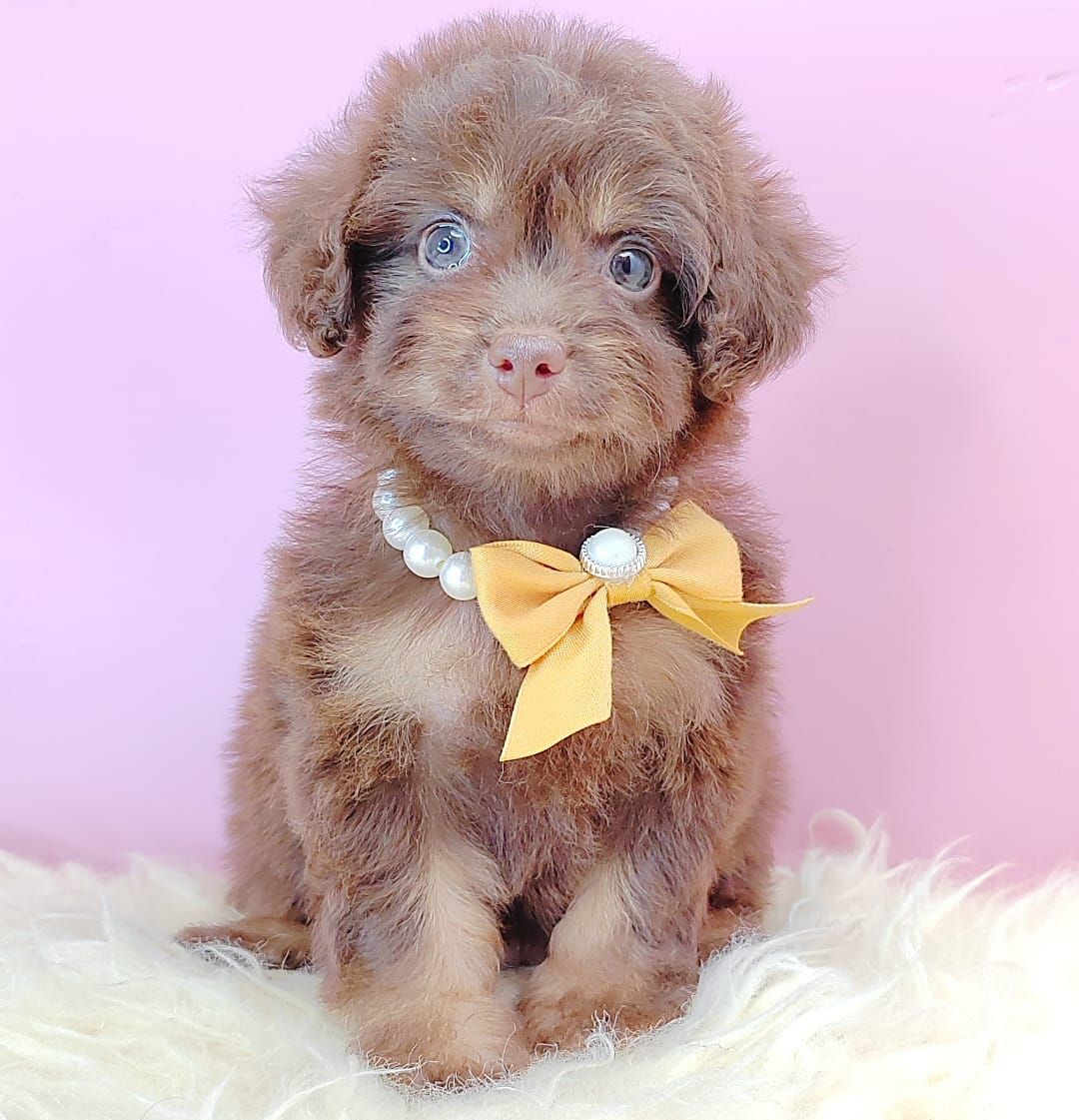 Poodle 娉拌开璐靛