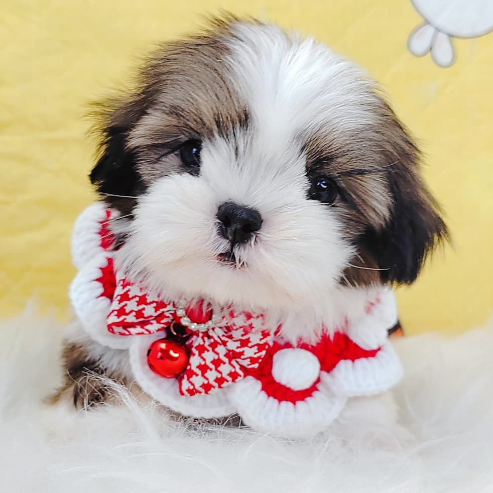 Shih Tzu 西施