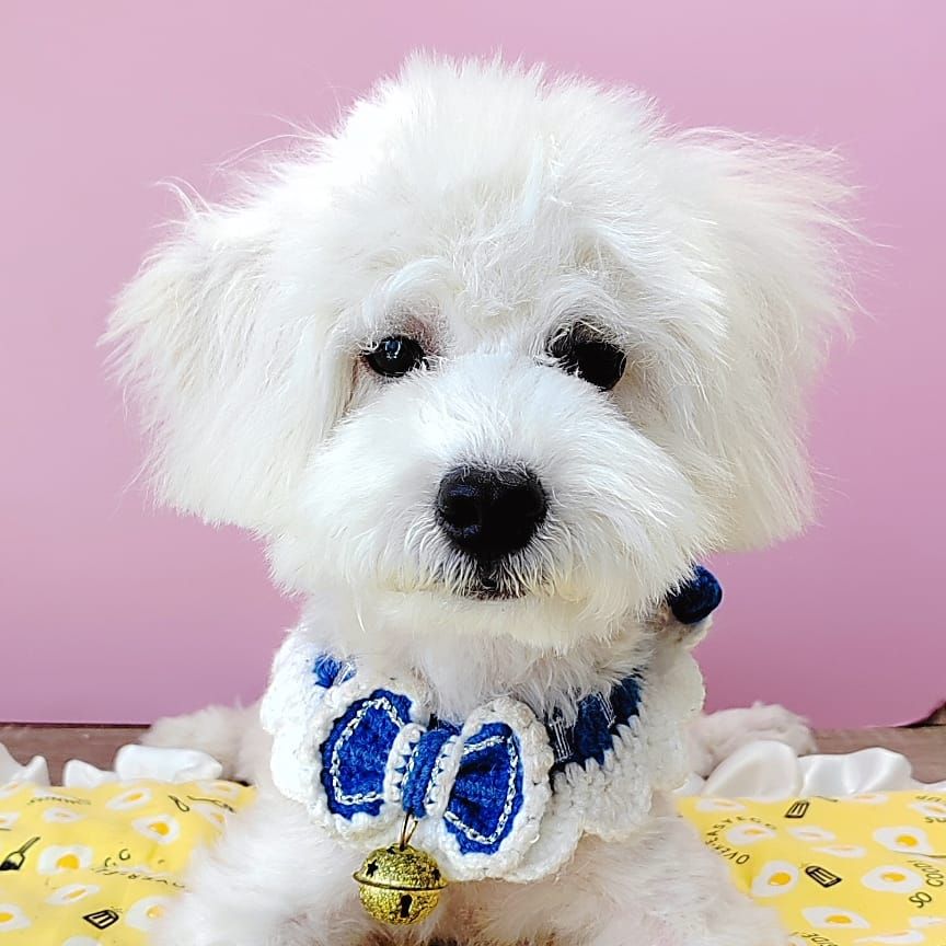 Poodle 娉拌开璐靛