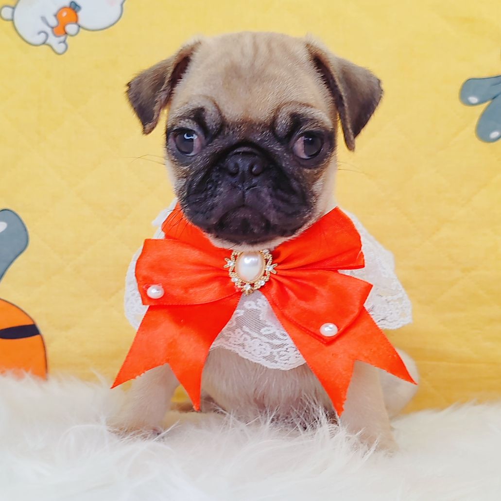 Pug 巴哥