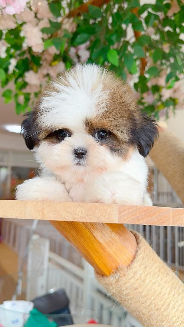 Shih Tzu 西施