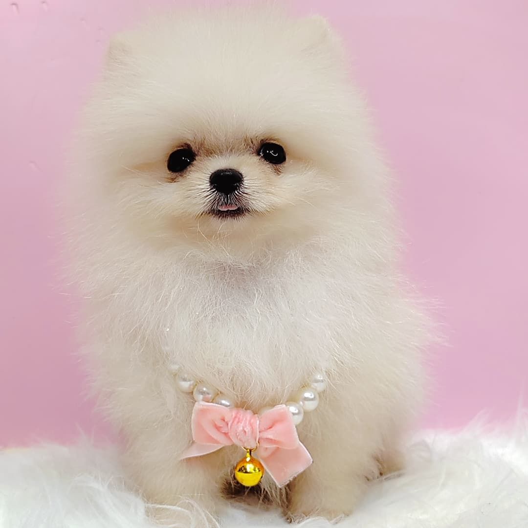 Pomeranian 博美