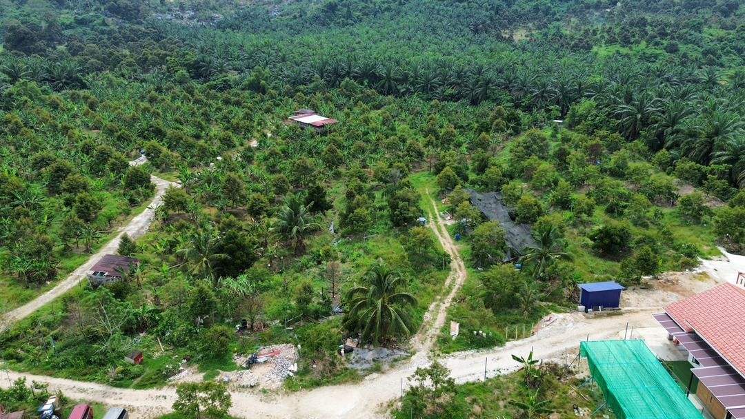 Raub Durian Farm Tour | Authentic Musang King Orchard Experience