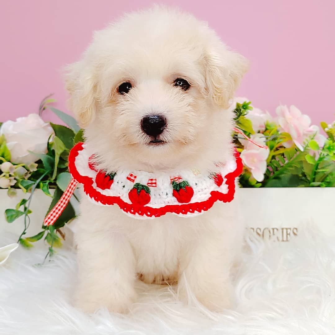 Maltipoo 马尔泰迪