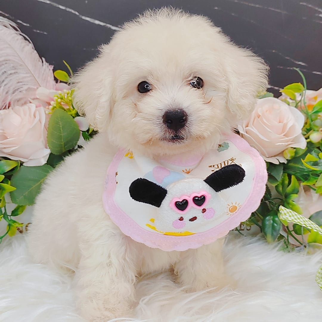  Poodle 娉拌开璐靛