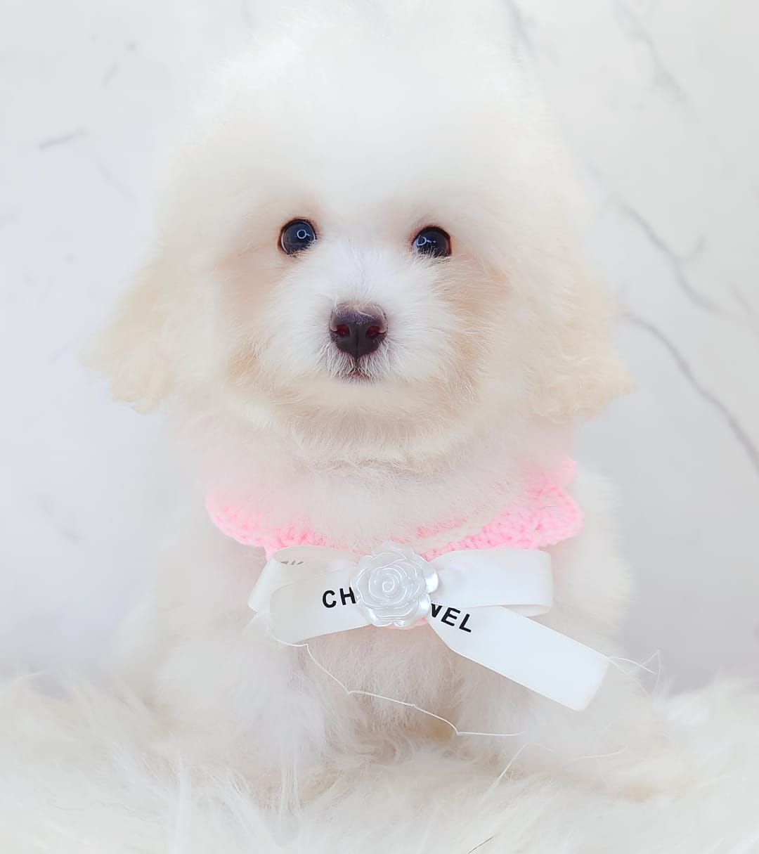 Bichon Frise 比熊