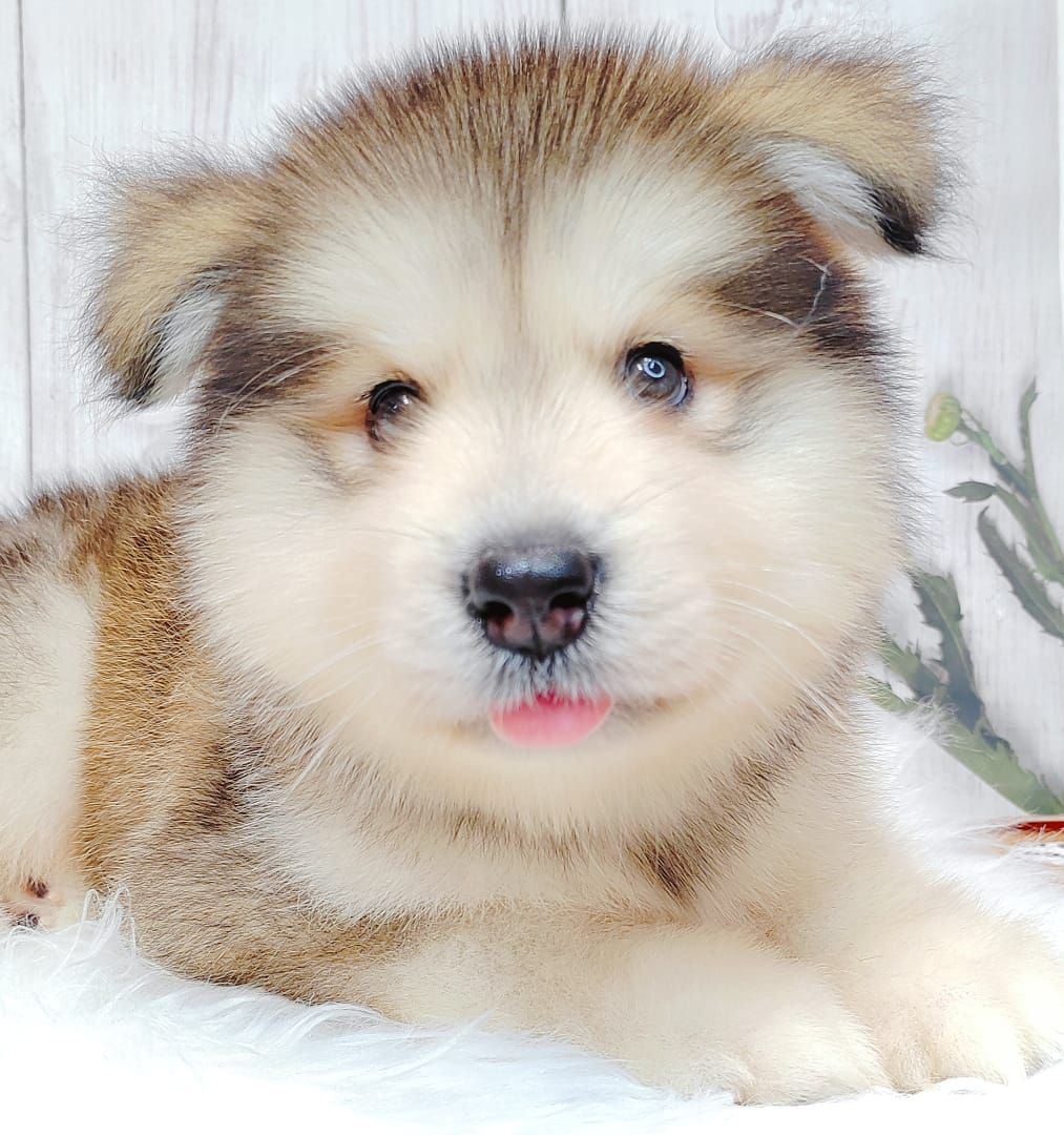 Alaskan Malamute 长毛哈士奇加阿拉斯加