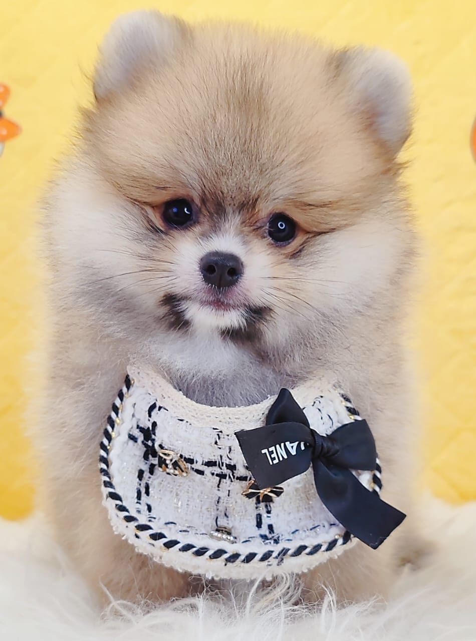 Pomeranian 博美