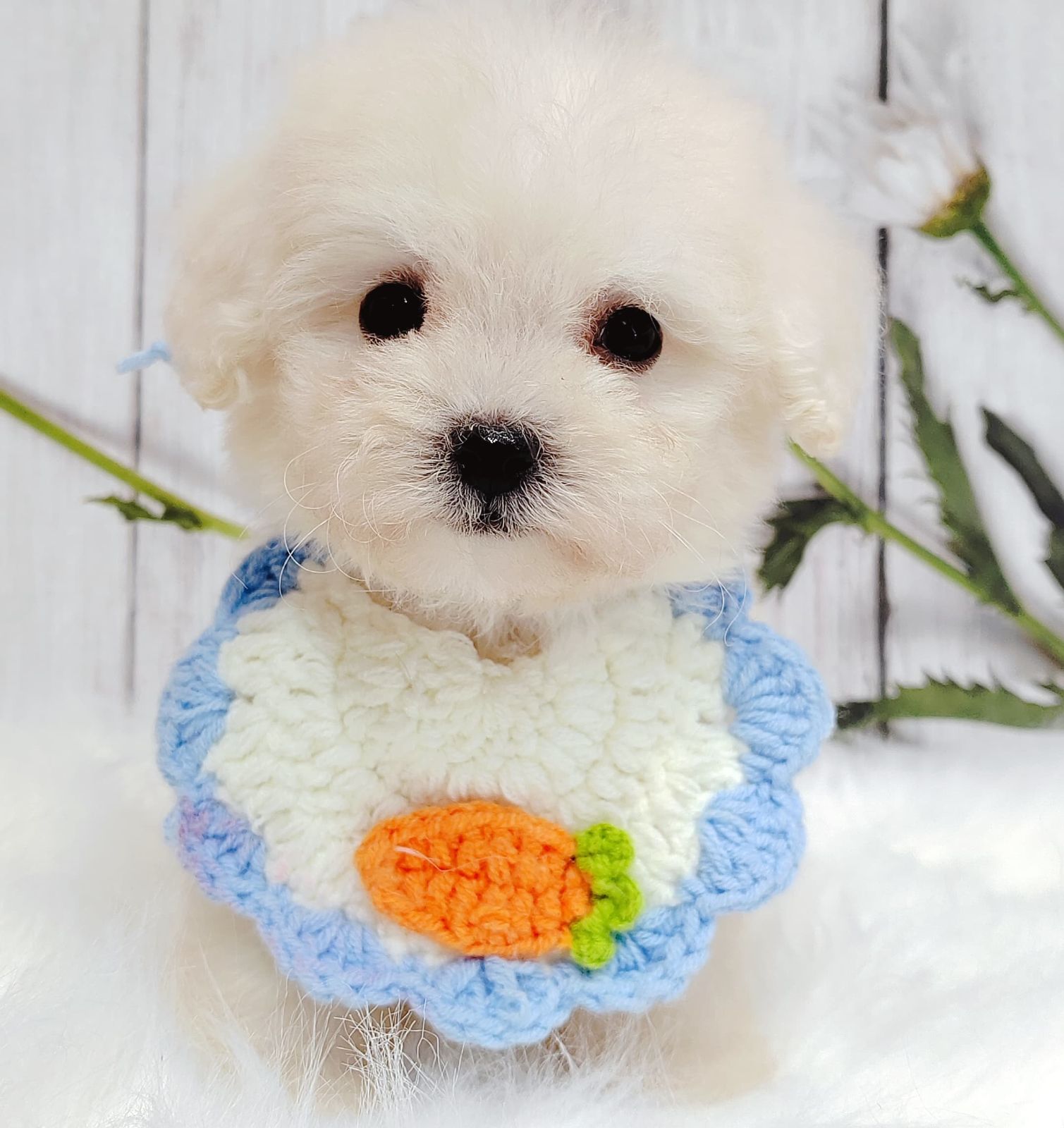 Maltipoo 马尔泰迪