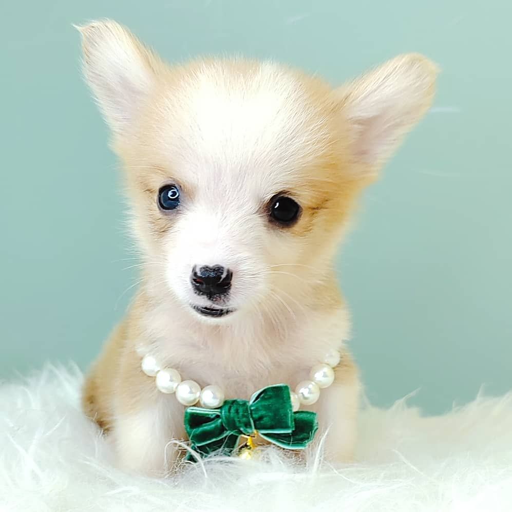 Corgi 柯基
