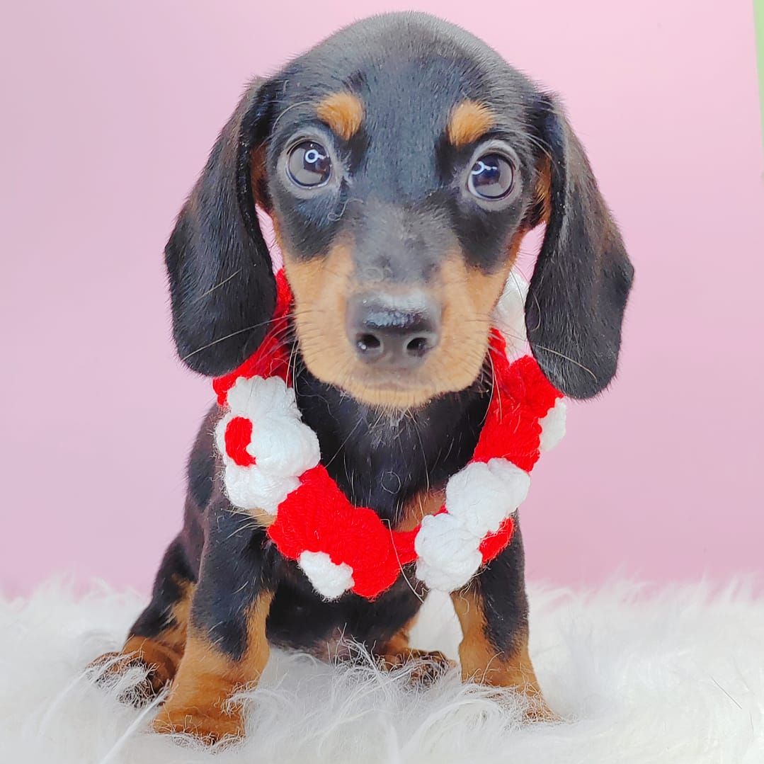 Dachshund 腊肠狗