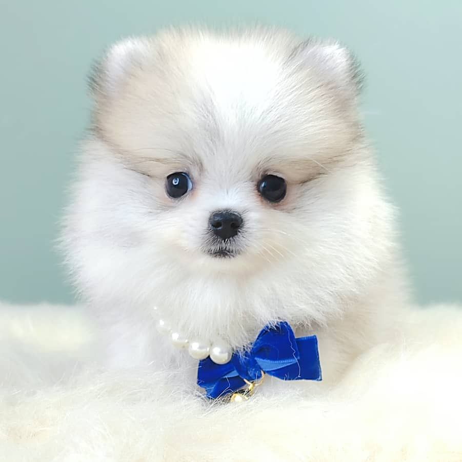 Pomeranian 博美