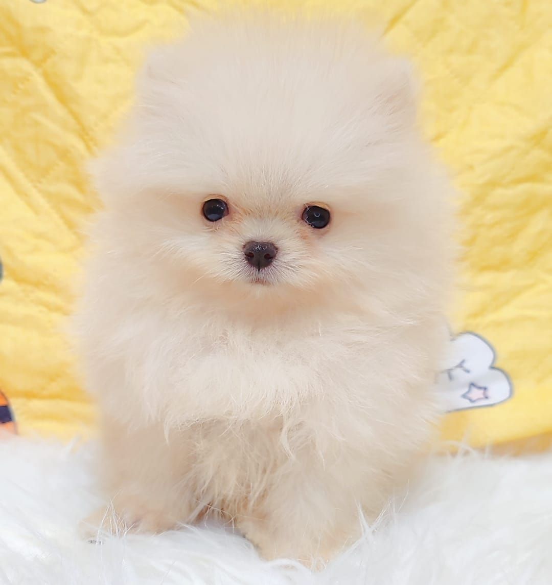Pomeranian 博美