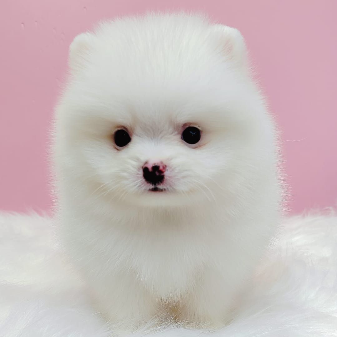 Pomeranian 博美