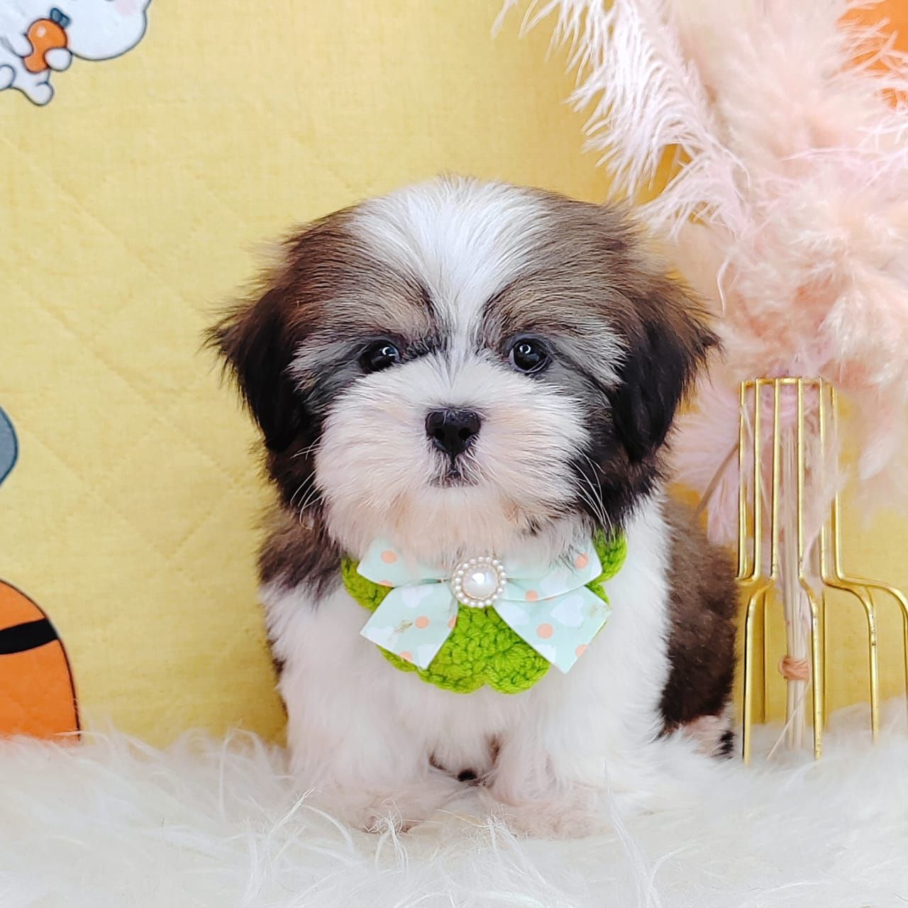 Shih Tzu 西施