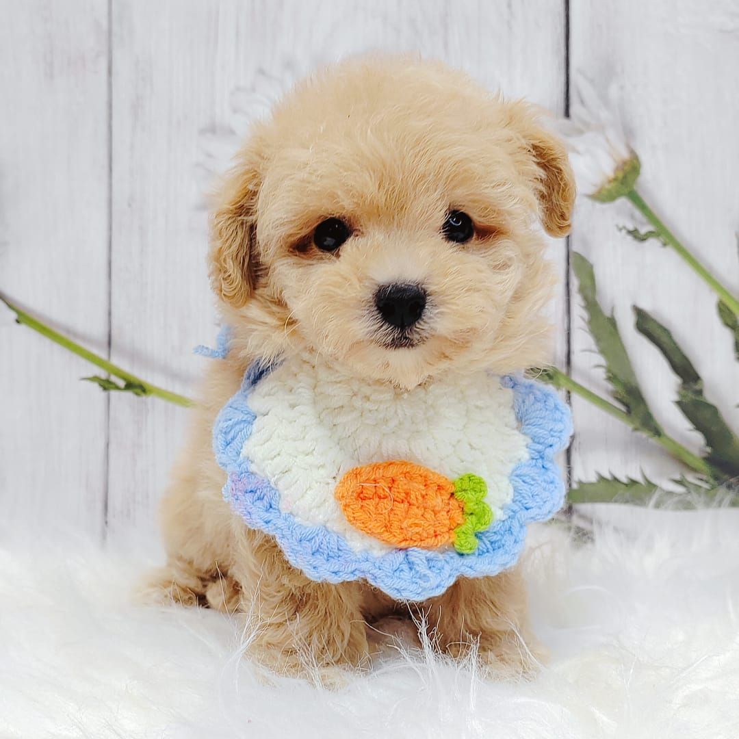 Maltipoo 马尔泰迪