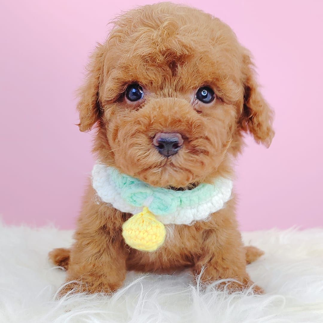 Poodle 娉拌开璐靛