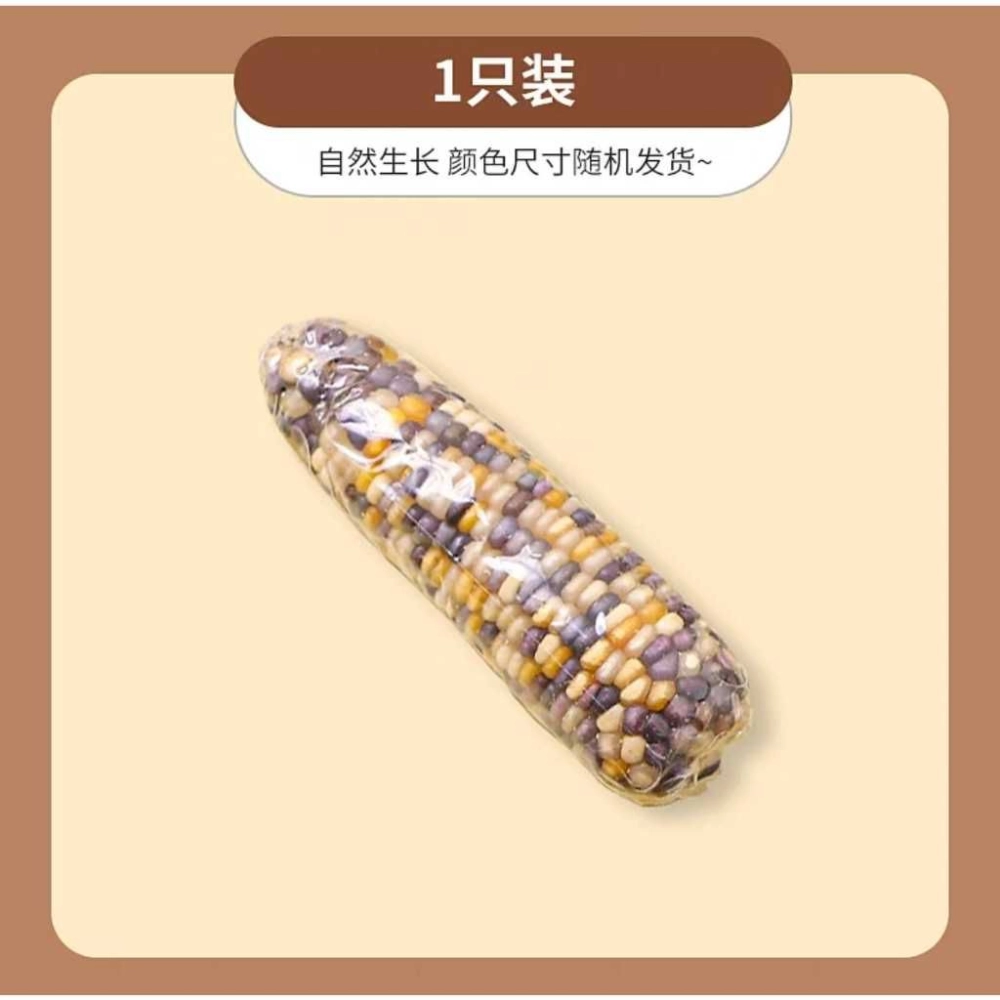 Hamster Mini molar corn small corn 🌽 golden bear rabbit molars baby corn small corn Jagung Hamster🌽 仓鼠磨牙玉米