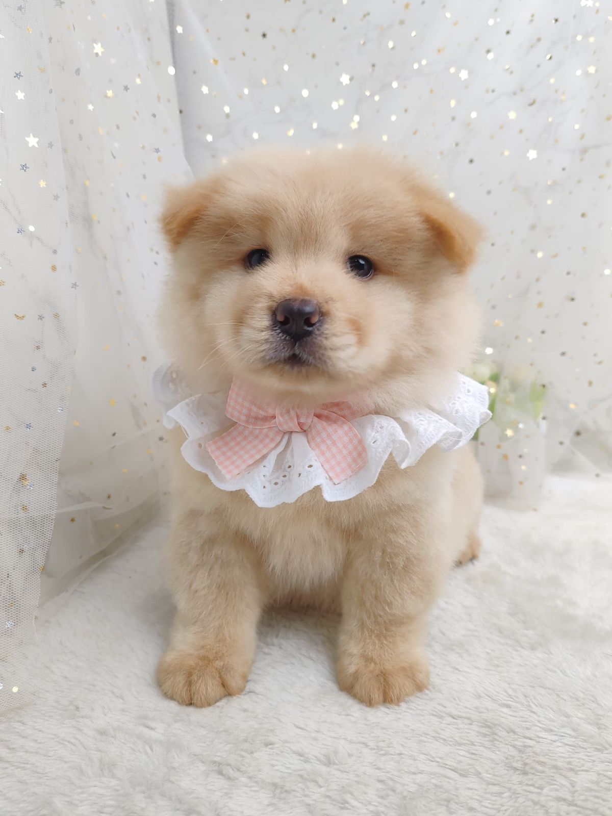 Chow Chow 松狮犬
