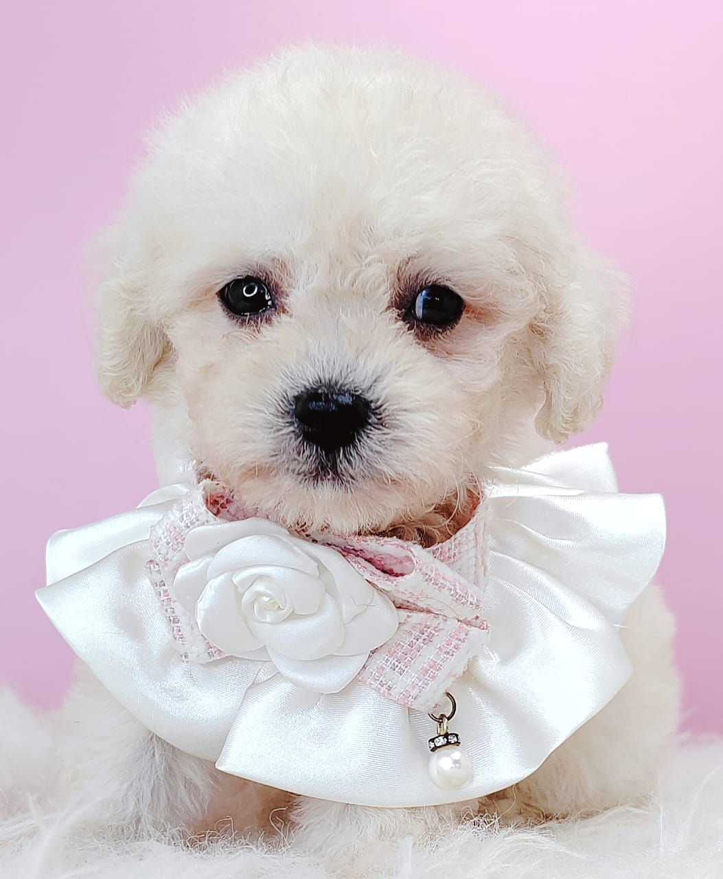 Poodle 璐靛娉拌开