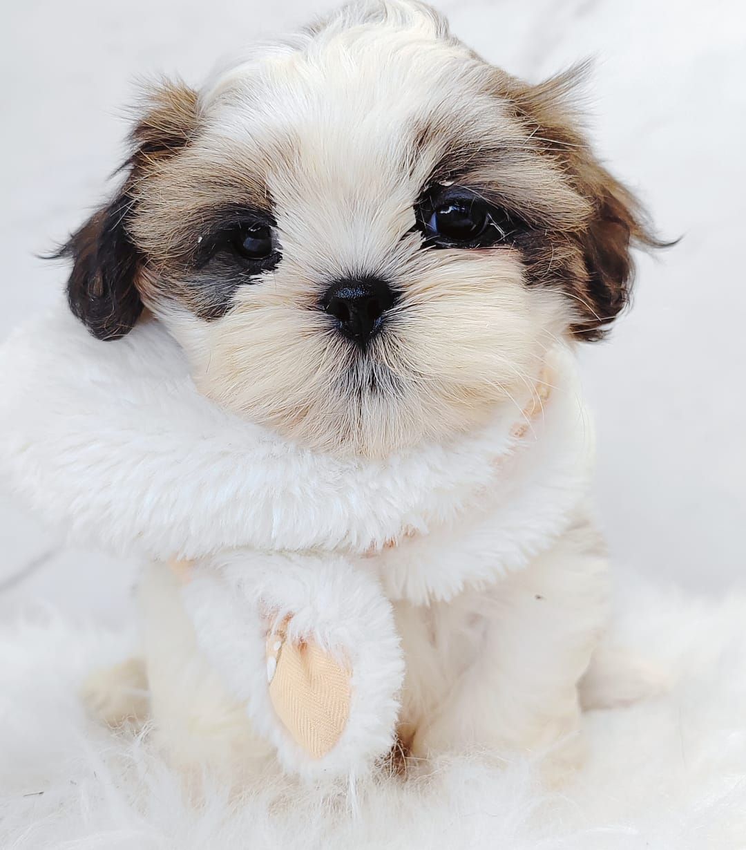 Shih Tzu 西施