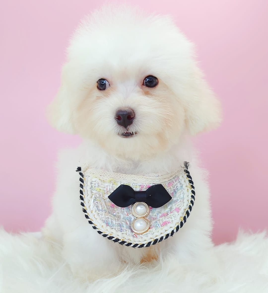 poodle