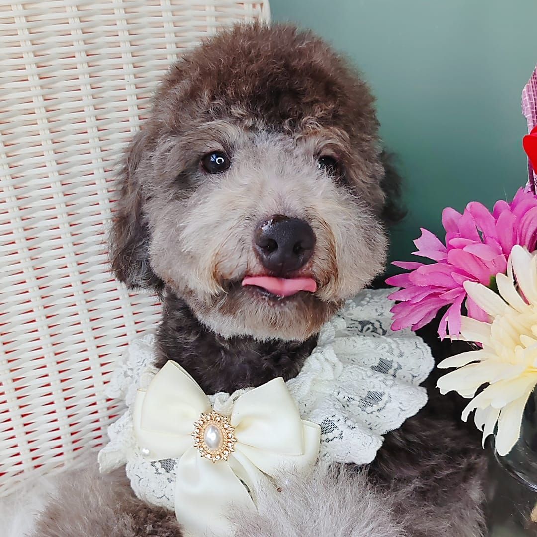 Poodle 娉拌开璐靛