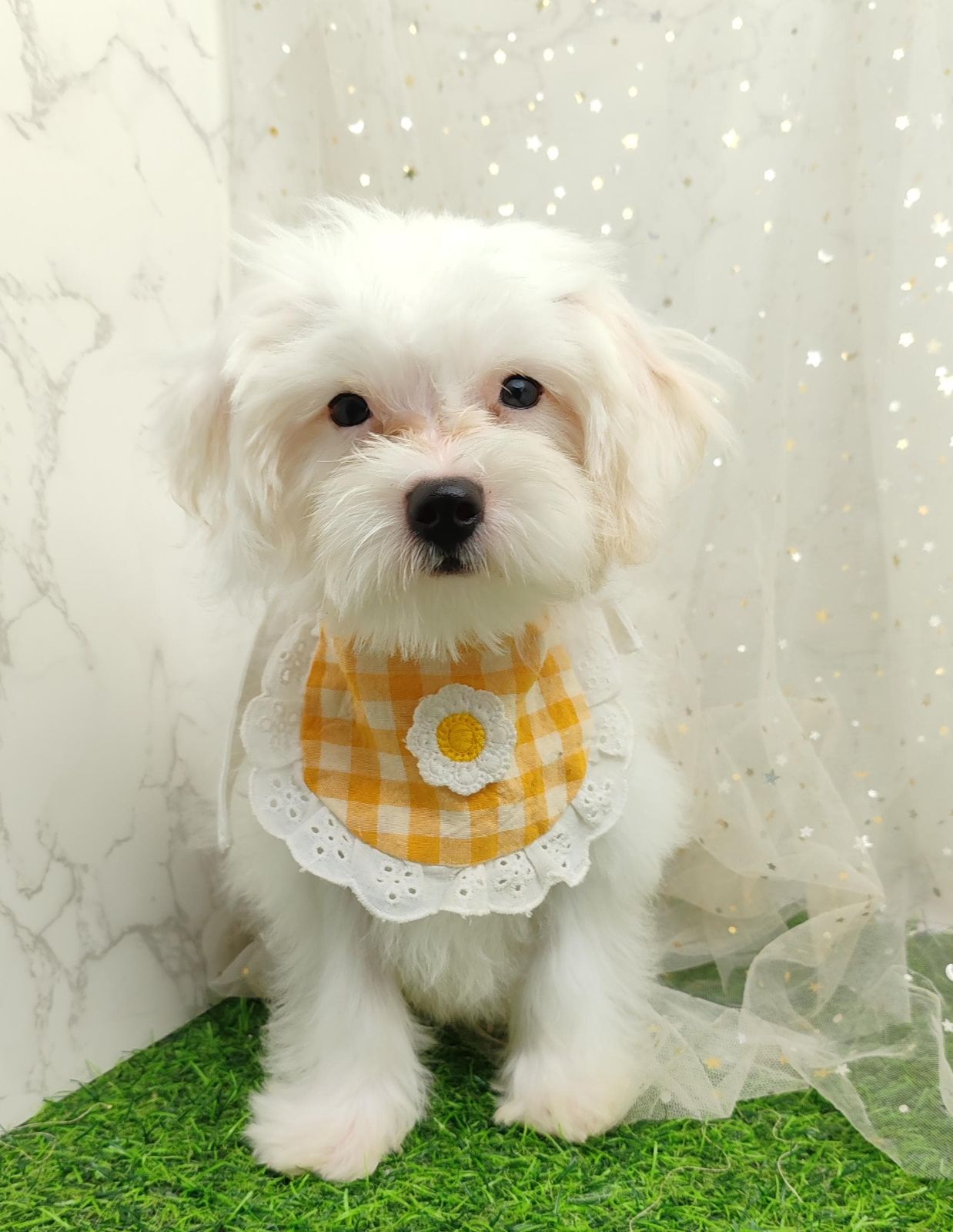 Maltipoo 马尔泰迪