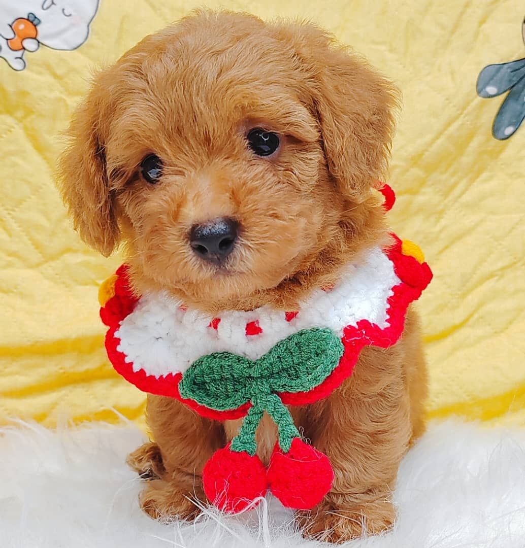 Poodle 娉拌开璐靛