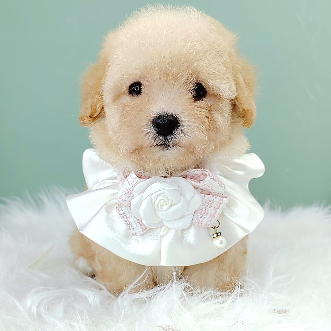 Poodle 娉拌开璐靛