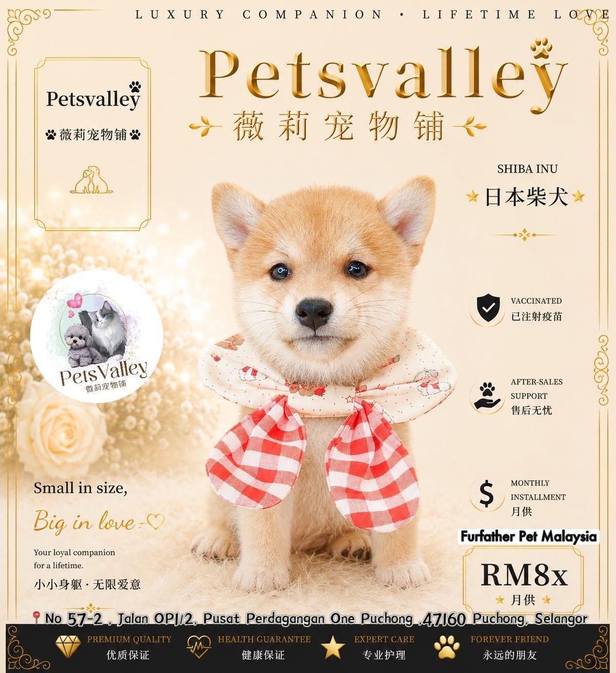Shiba Inu 柴犬
