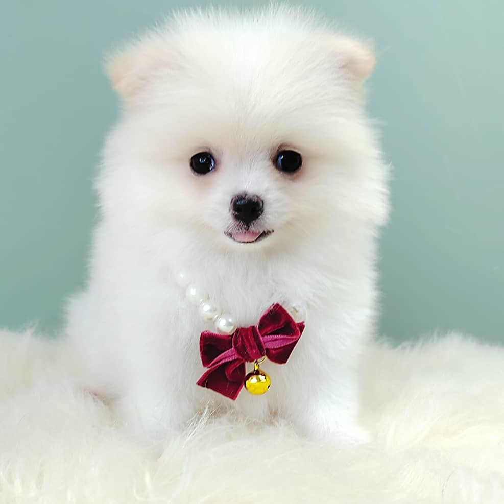Pomeranian 博美
