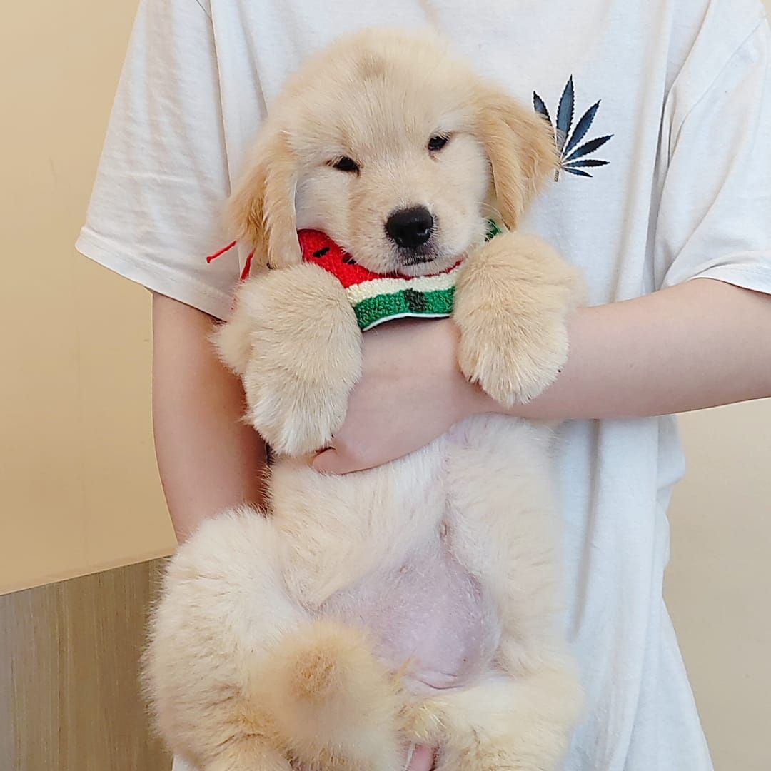 Golden Retriever 黄金猎犬