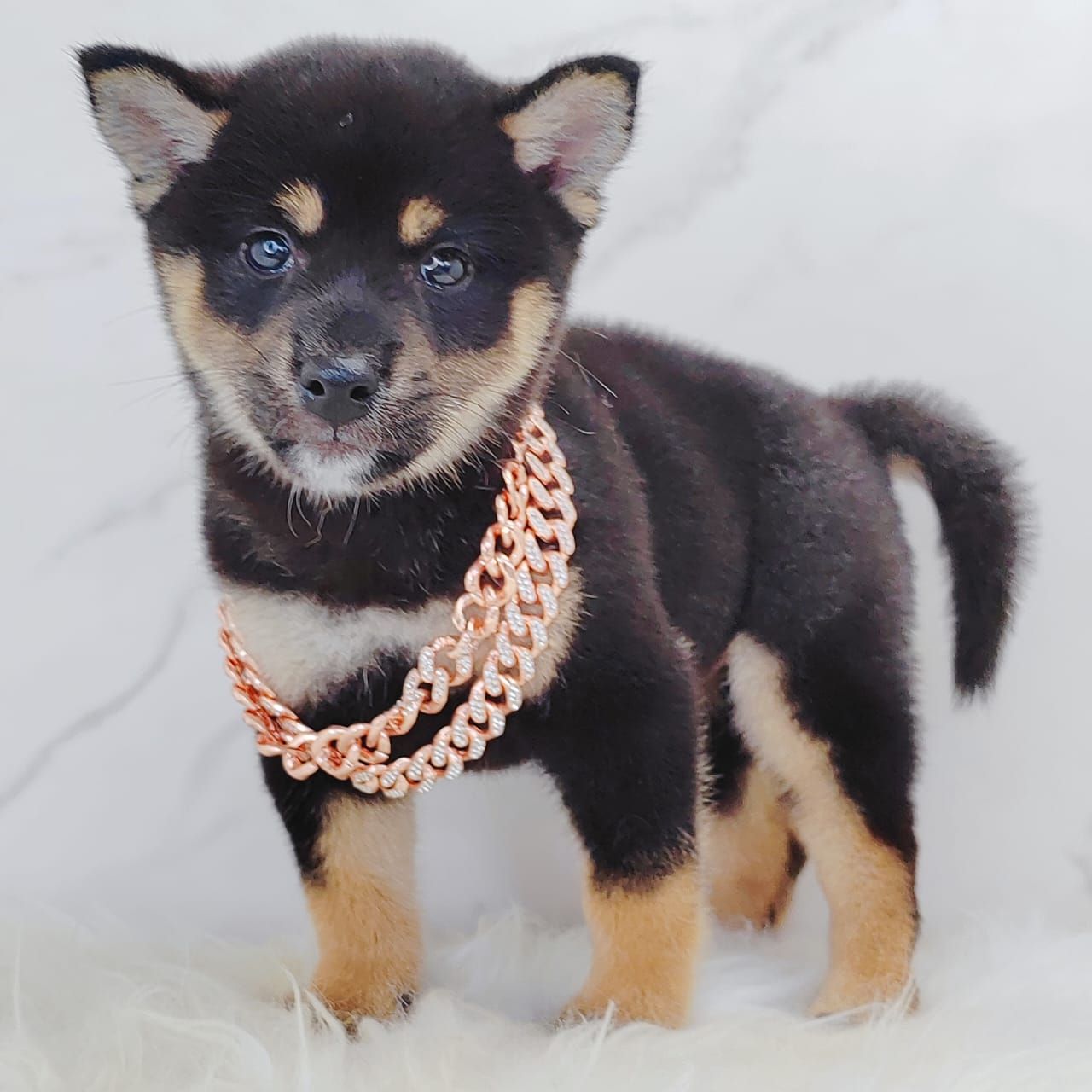 Shiba Inu 柴犬
