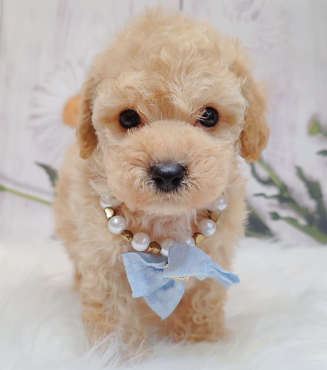 Maltipoo 马尔泰迪