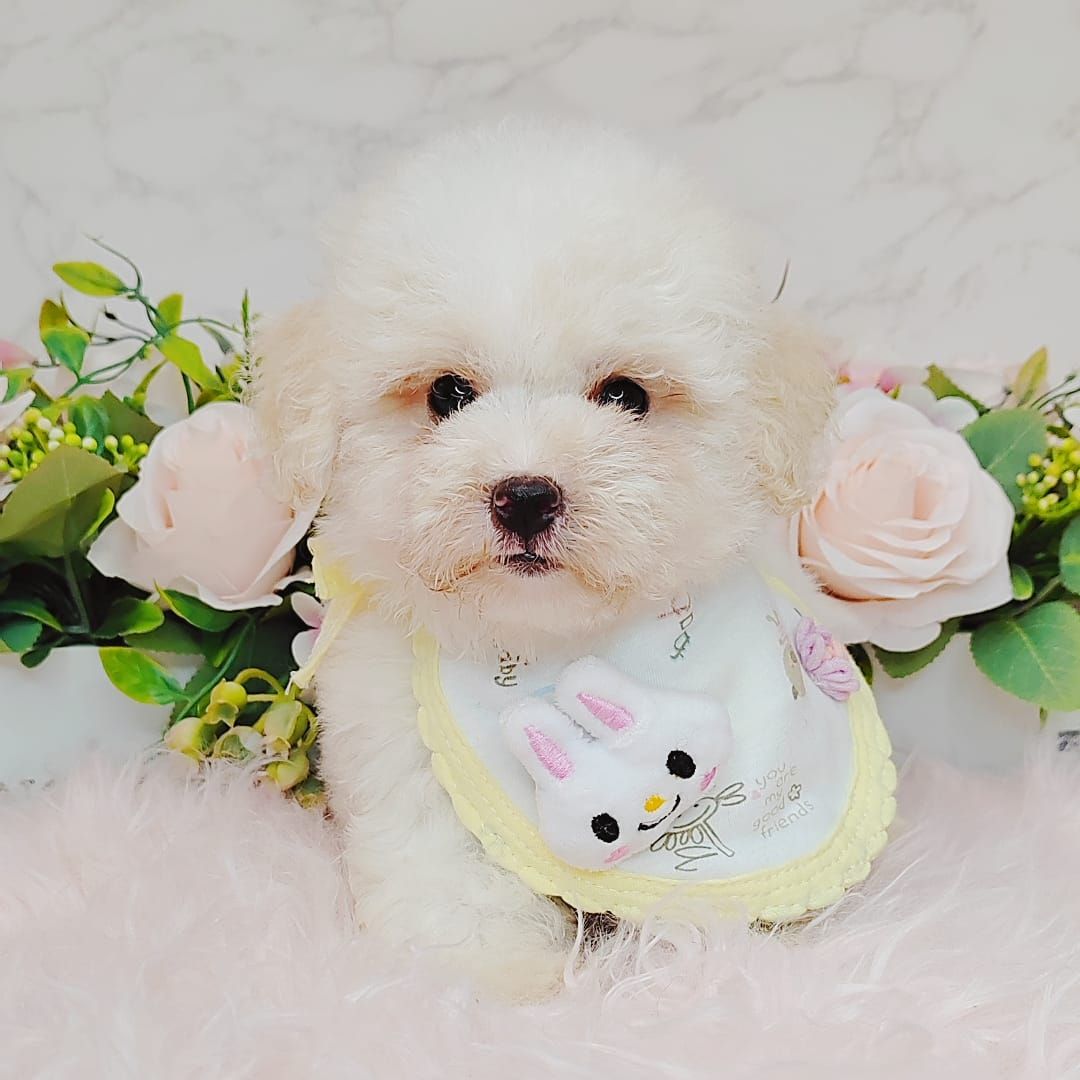  Poodle 娉拌开璐靛