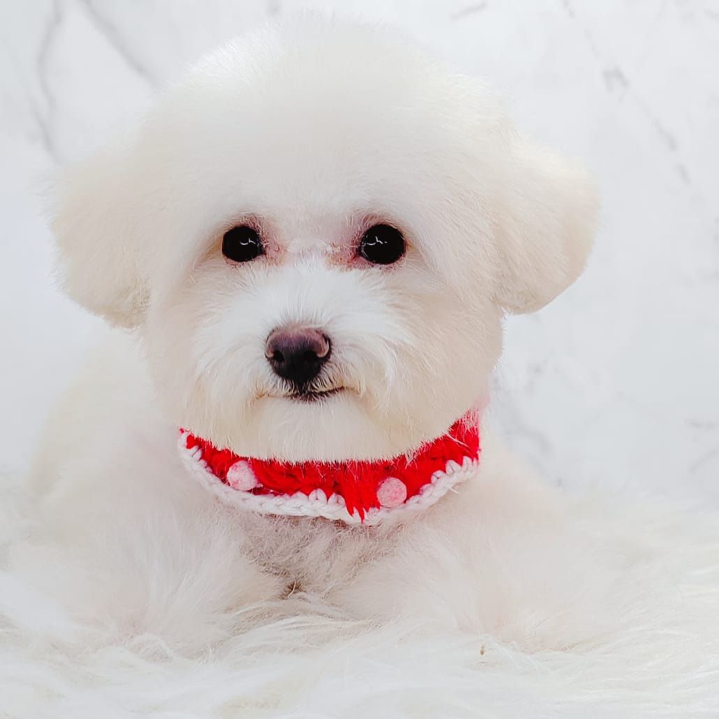 Poodle 娉拌开璐靛