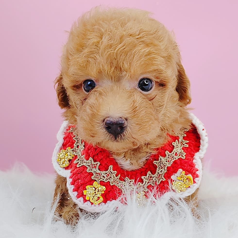 Poodle 娉拌开璐靛