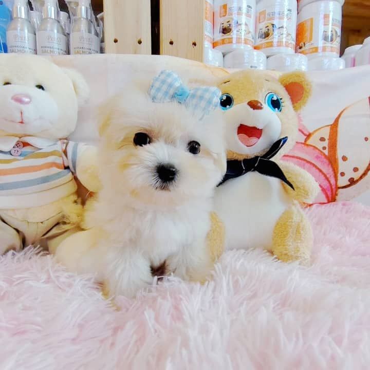 Maltese 马尔济斯