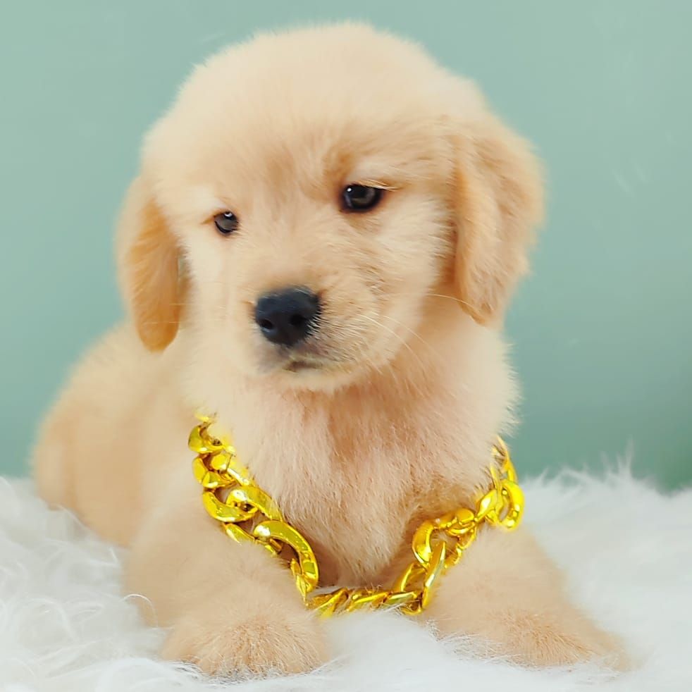 Golden Retriever 黄金猎犬